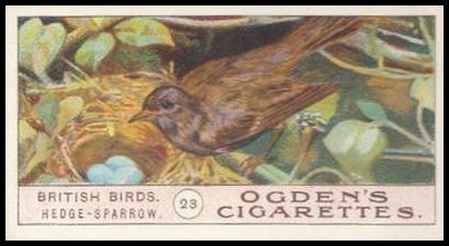 23 Hedge Sparrow